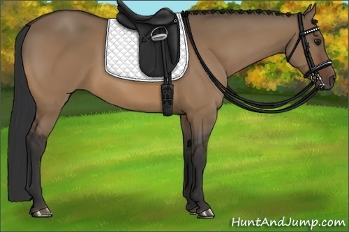 Horse Color:Bay Dun