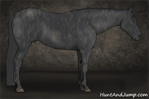 Horse Color:Black  Brindle