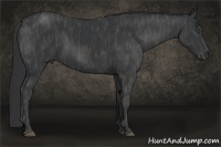 Horse Color:Black  Brindle