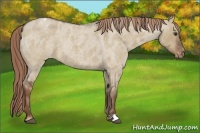 Horse Color:Liver Red Dun Roan Varnish 