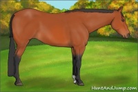 Horse Color:Bay 