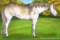 Horse Color:White Spotted Liver Red Onyx Splash 