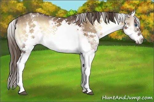 Horse Color:White Spotted Liver Red Onyx Splash Frame 