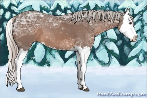 Horse Color:Silver Bay Ice Splash 