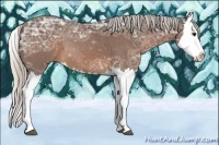 Horse Color:Silver Bay Ice Splash