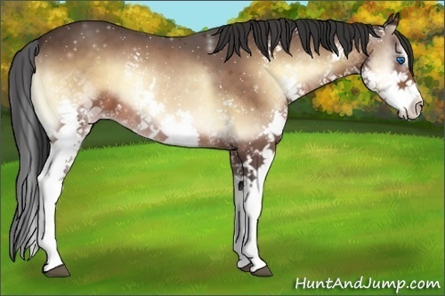 Horse Color:White Spotted Bay Onyx Splash 