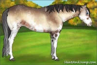 Horse Color:White Spotted Bay Onyx Splash 
