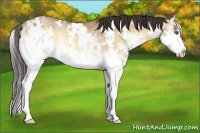 Horse Color:White Spotted Amber Champagne Onyx Splash