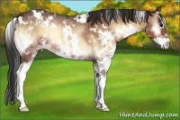 Horse Color:White Spotted Bay Onyx Splash