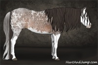 Horse Color:Liver Chestnut Ice Splash