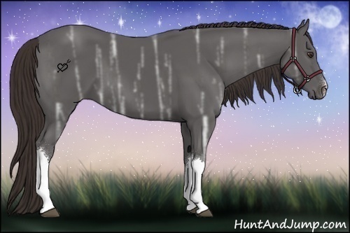 Horse Color:Liver Chestnut Ice