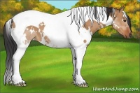 Horse Color:White Spotted Bay Dun Tobiano