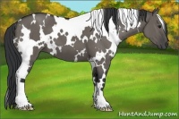 Horse Color:White Spotted Grullo