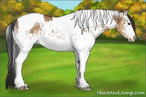 Horse Color:White Spotted Bay Dun Tobiano 