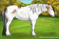 Horse Color:White Spotted Bay Dun Tobiano