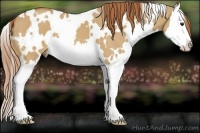 Horse Color:White Spotted Red Dun Splash 