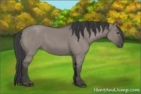 Horse Color:Smoky Grullo Roan 