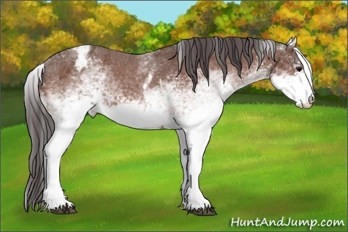 Horse Color:White Spotted Bay Appaloosa