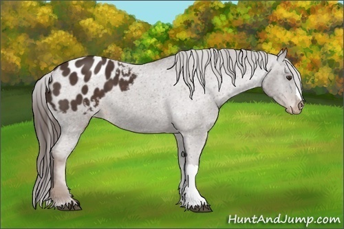 Horse Color:Liver Chestnut Appaloosa 