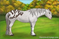 Horse Color:Liver Chestnut Appaloosa 