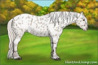 Horse Color:Silver Grullo Roan Appaloosa 
