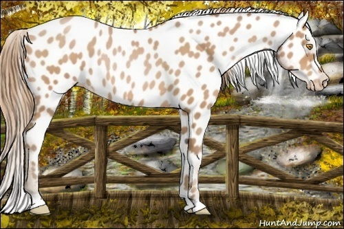 Horse Color:Bay Pearl Appaloosa Rabicano 