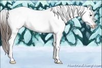 Horse Color:White Spotted Brown Appaloosa 