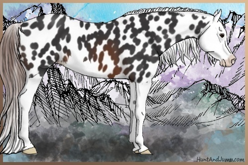 Horse Color:Brown Splash Appaloosa