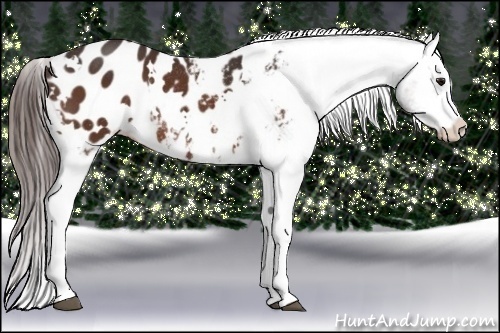 Horse Color:White Spotted Bay Appaloosa Rabicano 