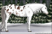 Horse Color:White Spotted Bay Appaloosa Rabicano
