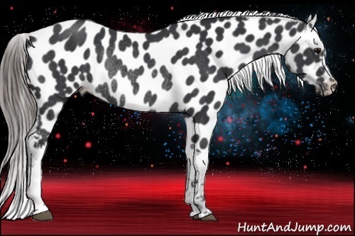 Horse Color:Black Near Leopard Rabicano