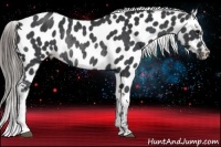 Horse Color:Black Near Leopard Rabicano 