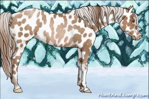 Horse Color:Brown Pearl Appaloosa Rabicano 
