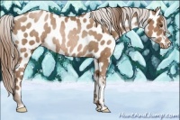 Horse Color:Brown Pearl Appaloosa Rabicano