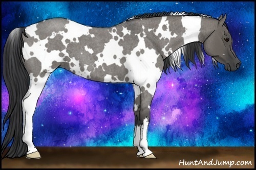 Horse Color:White Spotted Grullo Roan 