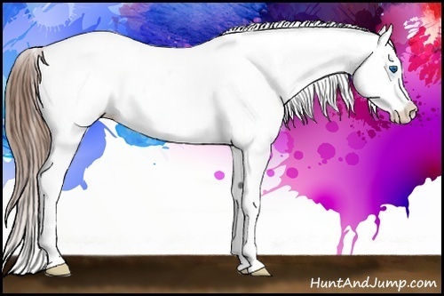 Horse Color:Chestnut Splash Near Leopard 