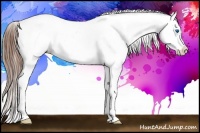 Horse Color:Chestnut Splash Near Leopard 