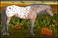 Horse Color:Brown Appaloosa Rabicano 