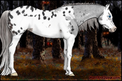 Horse Color:Brown Splash Frame Appaloosa 
