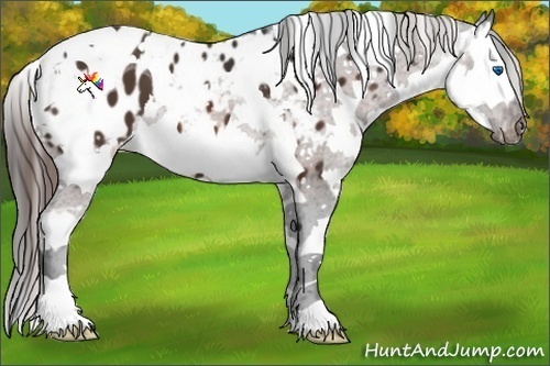 Horse Color:Liver Chestnut Sabino Splash Tobiano Appaloosa  and Bay Sabino Splash Appaloosa 