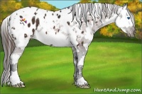 Horse Color:Liver Chestnut Sabino Splash Tobiano Appaloosa  and Bay Sabino Splash Appaloosa 
