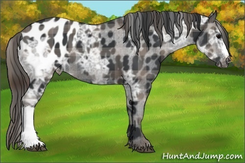 Horse Color:Plaid  Black Ice Appaloosa 