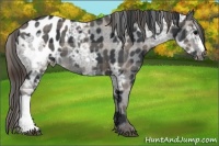 Horse Color:Plaid  Black Ice Appaloosa 