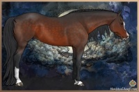 Horse Color:Bay Sabino 