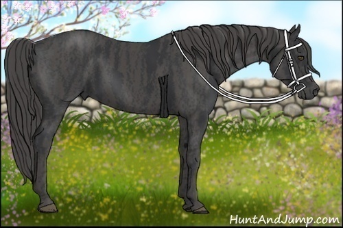 Horse Color:Black  Brindle