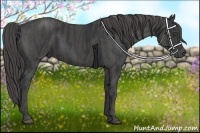 Horse Color:Black  Brindle
