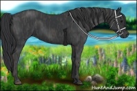 Horse Color:Black  Brindle