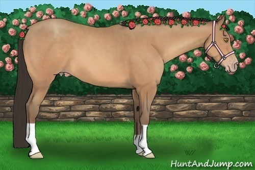 Horse Color:Amber Champagne 