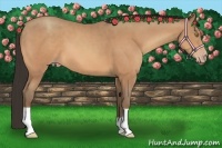 Horse Color:Amber Champagne