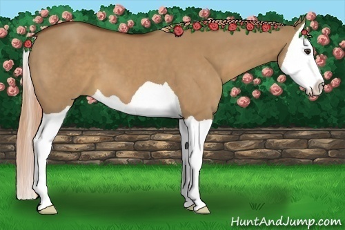 Horse Color:Red Dun Splash 